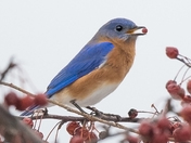 Blue Bird Day 2023