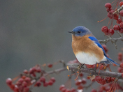 Blue Bird Day 2023