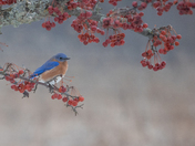 Blue Bird Day 2023