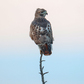 Previous upload