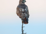 Red-tail hawk 2023