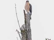 Male Cooper Hawk
