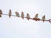 Cedar Bohemian Waxing birds 