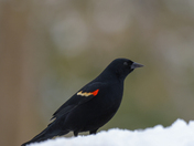 red-winged black birds 2023