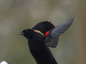 red-winged black birds 2023