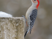 Red-bellied woodpecker 