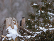 Male Cooper Hawk 2
