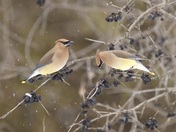 Cedar Waxwing