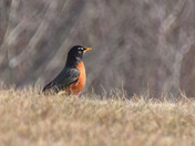A sign of Spring?