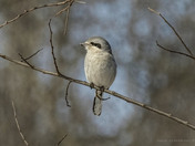 Northern Shrike