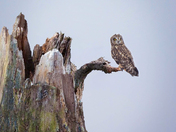 Short Eared Owl 