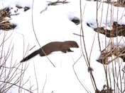 Mink along the Thames