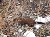 Mink along the Thames