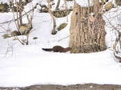 Mink along the Thames
