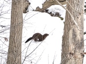 Mink along the Thames