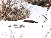 Mink along the Thames