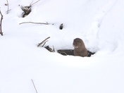 Mink along the Thames