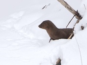Mink along the Thames