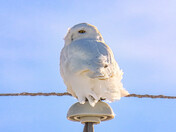 Soon to Migrate