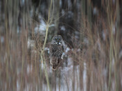 Great Gray Owl