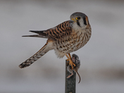 Kestrel caught a mouse
