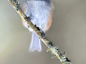 Boreal Chickadee
