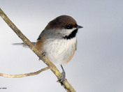 Boreal Chickadee