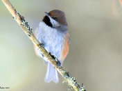 Boreal Chickadee