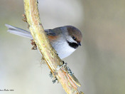 Boreal Chickadee