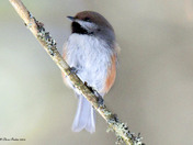 Boreal Chickadee