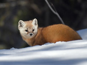 Pine Marten