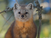 Pine Marten