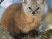 Pine Marten