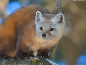 Pine Marten