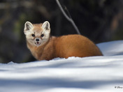 Pine Marten
