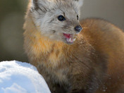Pine Marten