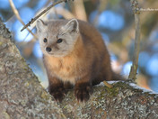 Pine Marten