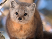 Pine Marten