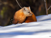 Pine Marten