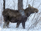 Moose