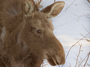 Moose