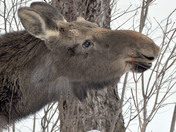 Moose
