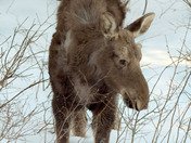 Winter scenery along Hwy 60