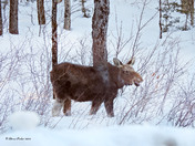 Winter scenery along Hwy 60
