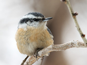 Red-breasted Nuthatch 