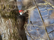 Pileated Woodpecker