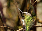 Humming bird