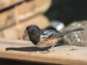 Spotted Towhee