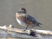 Female American Wigeon enjoying the sun 