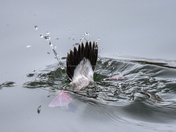 Bufflehead Splash